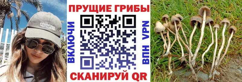 Купить где  Тырныауз  Галлюциногенные грибы ЛСД 